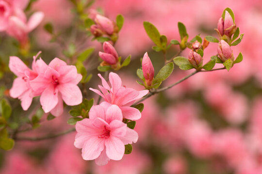 Azalea Bush Branch With Pink Flower Blooms - Powered by Adobe