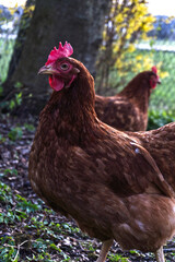 Zwei Hennen im Garten