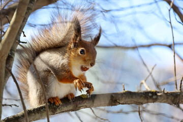 Naklejka na ściany i meble Red squirrel sitting on a tree branch in forest with nut in teeth on blue sky background