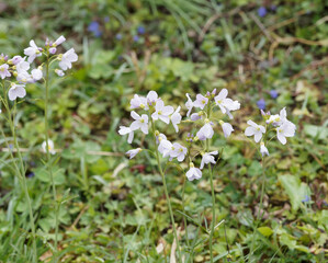 Cardamine pratensis - Carpet of Cuckooflowers, pretty lilac flowers veined with darker violet at the tip of slender stalks growing on wet grassland