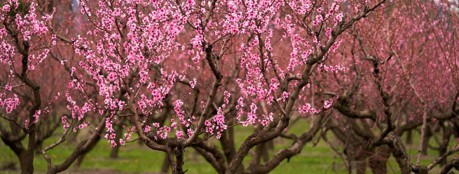 A blooming peach orchard. Peach trees in beautiful pink flowers. Selective focus.