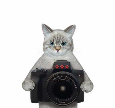 An ashen cat photographer holds a black photo camera. White background. Isolated.
