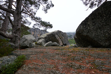 Some rock formations in a pine forest