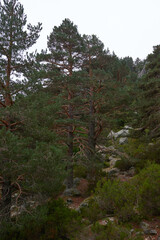 A large pine forest in autumn under a cloudy sky