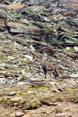 Naklejka premium View of steinbock in Monte Rosa