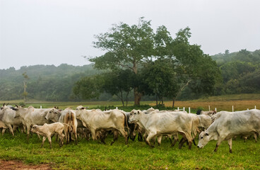 Obraz na płótnie Canvas Livestock. Nelore cattle in Bananeiras, Paraíba, Brazil.
