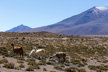 Obraz premium View of llama at Miscanti national park
