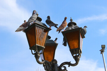Fototapeta na wymiar pigeons on street lamps