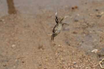 close up of a crab picks up and hanging on the fishing hook worm with its claw while a village boy fishing in the river