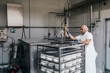 Manual worker in cheese and milk dairy production factory. Traditional European handmade healthy food manufacturing.