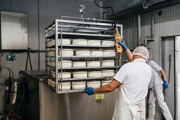Manual workers in cheese and milk dairy production factory. Traditional European handmade healthy...