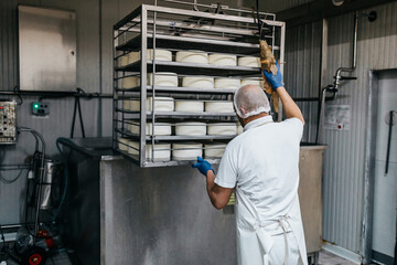 Manual worker in cheese and milk dairy production factory. Traditional European handmade healthy...