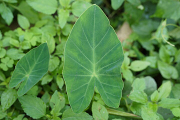 Taro leaves on a natural background, Taro leaves in the garden