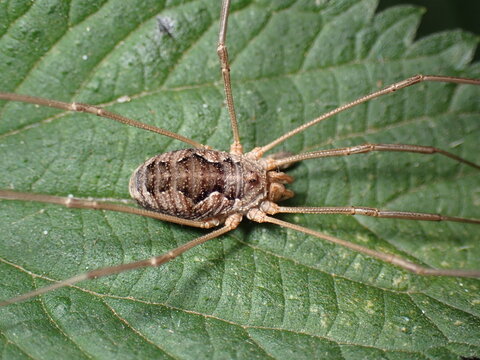 Harvestman Phalangium opilio