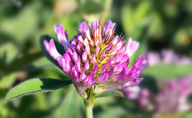 Dark pink flower. Red clover on meadow. macro