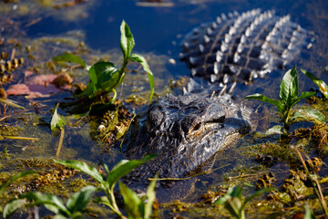 American alligator lurking in the swamp near lake Apopka  Florida on a spring afternoon warming up in the midday sun.  - obrazy, fototapety, plakaty