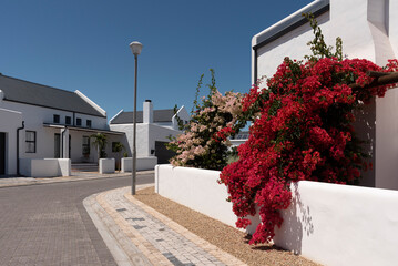 Langabaan, West Coast, South Africa. 2022.  New homes on a small development close to the sea. Flowering Bougainvillea shrub in garden.
