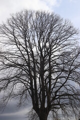 Schwarzer Baum vor blauem Himmel.