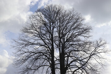 Fototapeta na wymiar Schwarzer Baum vor blauem Himmel.