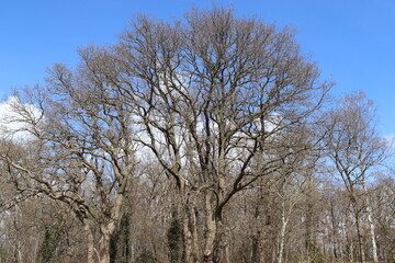 Schwarzer Baum vor blauem Himmel.
