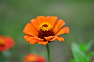 orange poppy flower