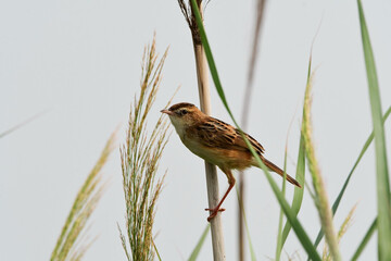 The brown-tailed warbler is singing on the reeds