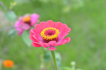 pink cosmos flower beauty