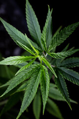 Fototapeta na wymiar top view of the cannabis plant on a dark background