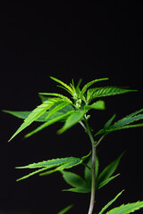 green medical cannabis bush on a dark background