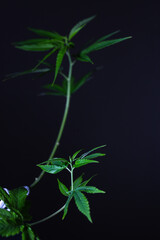 green growth of cannabis in a dark room