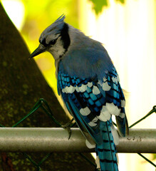 Blue Jay on a Fence