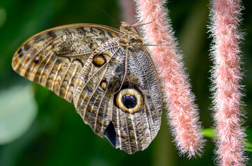 Owl Butterfly Lookalike