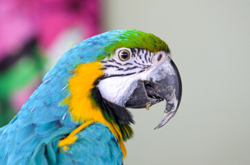 Bird With Half Grey Background 