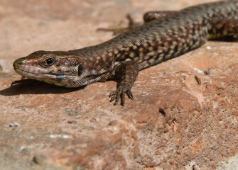 lucertola al sole