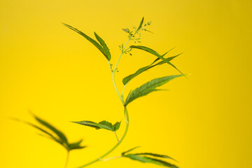 male cannabis plant on a yellow background