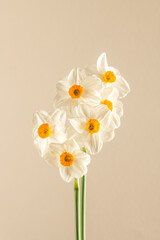 Bouquet white daffodiles flowers on beige background. Minimal nature concept, front view, vertical portrait, studio photography