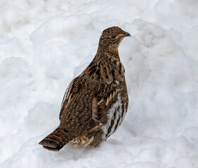 A ruffed grouse bird standing in the snow underneath a bird feeder at the visitors center of Algonquin Provincial Park in Ontario Canada. 