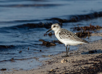 A sanderling standing at the edge of the water a low tide 