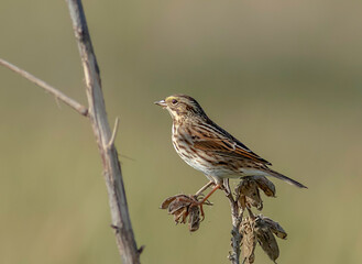 A savannah sparrow perched on a dead plant 