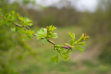 Grüne Blätter vor unscharfem Hintergrund