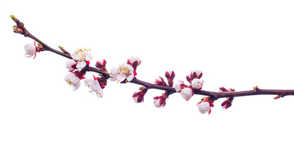 Beautiful Cherry blossom flower in blooming with branch isolated on white background © VlaDee