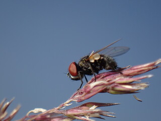 fly of Anthomyiidae - 498366966