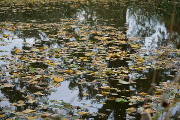 Fallen autumn leaves on the calm water surface.  Decorative scene of the fall season in wild nature as a beautiful view of the pond surface. A natural autumn background. 