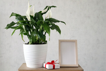Houseplant on a wooden stand against a white wall.