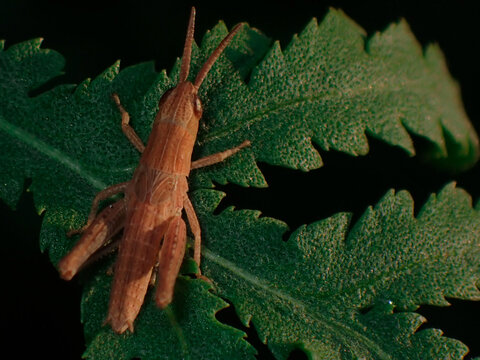 Seemingly grasshopper Chrysochraon dispar
