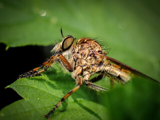 undetermined robber fly - 498368101