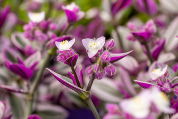 Close up on the flowers of a Tradescantia albiflora “Nanouk”. This plant with variegated leaves...