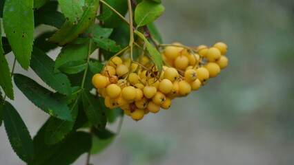 Viburnum bush. Orange berries on the tree. Hawthorn berries. Rowan. Sorbus aucuparia