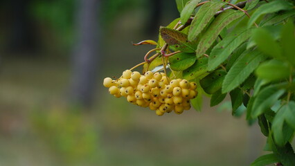 wild berries hanging on a tree from Sorbus aucuparia, commonly called rowan and mountain ash. Rowan. Sorbus aucuparia.