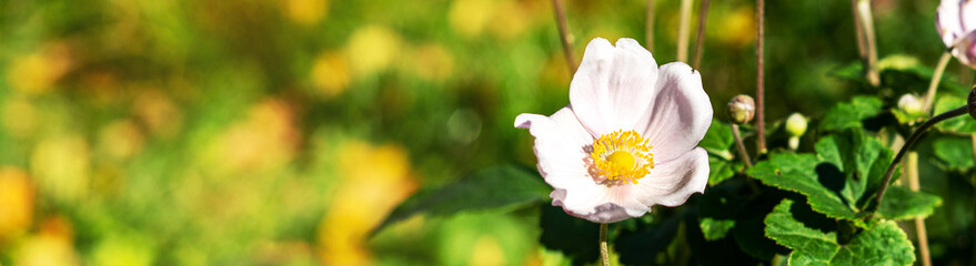 Beautiful anemone flowers with white petals on a flower bed in the garden closeup. Banner